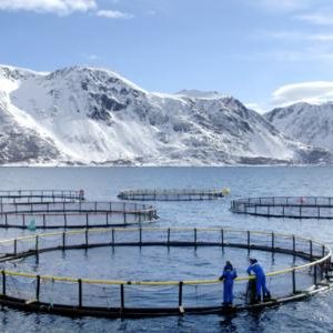 daily-scandanavian-norwegian-seafood-farm